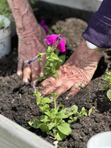 A Meadowview of Davenport memory care resident plants flowers in a raised garden bed, hands in the soil.